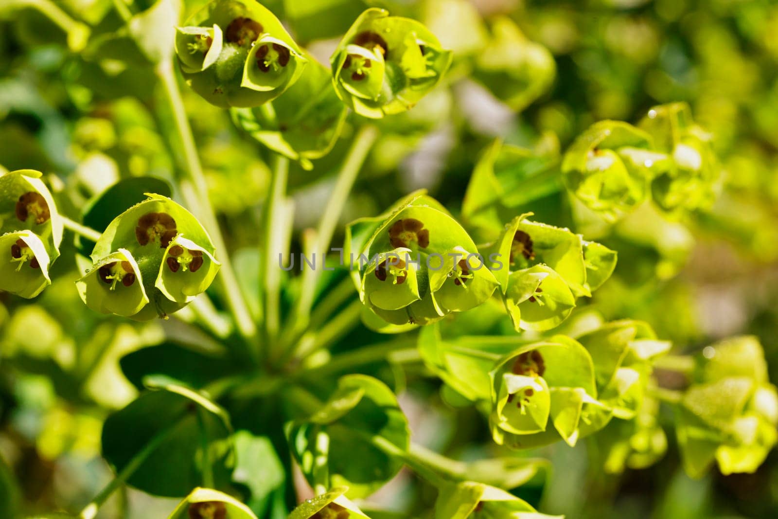 Green flowers of euphorbia commonly called spurge - ,succulent plant