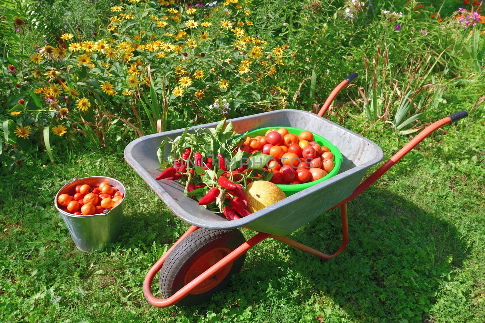 Wheelbarrow with tomatoes, peppers and melon grown in garden