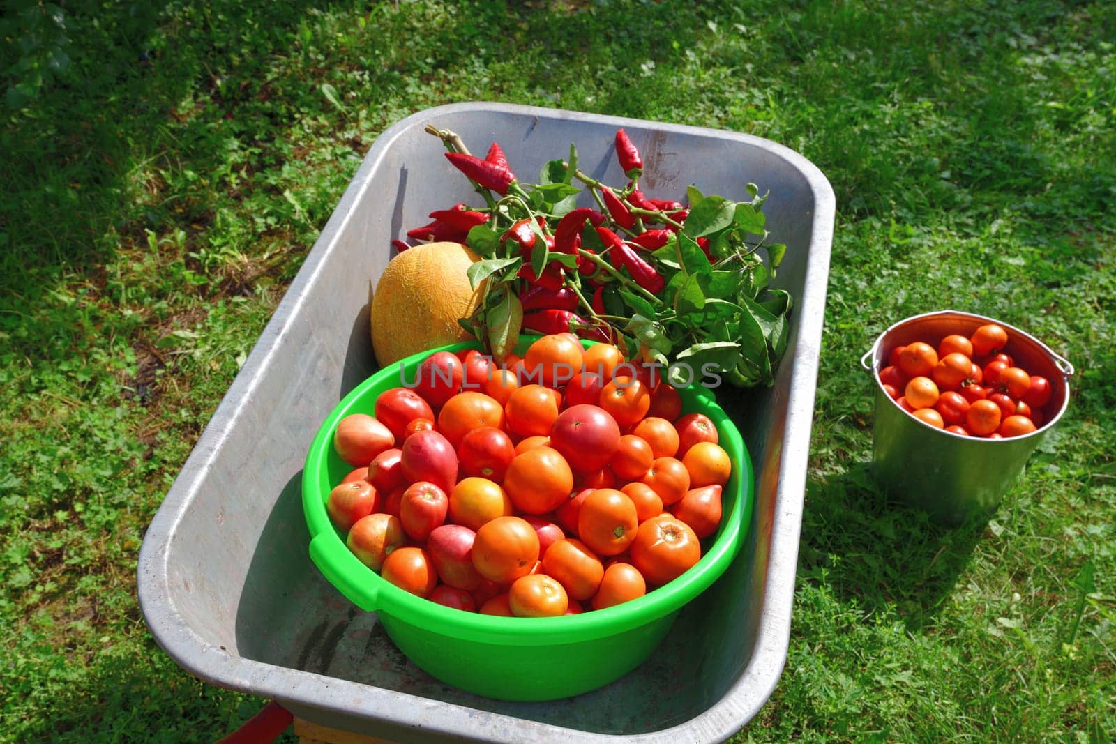 Wheelbarrow with tomatoes, peppers and melon grown in garden