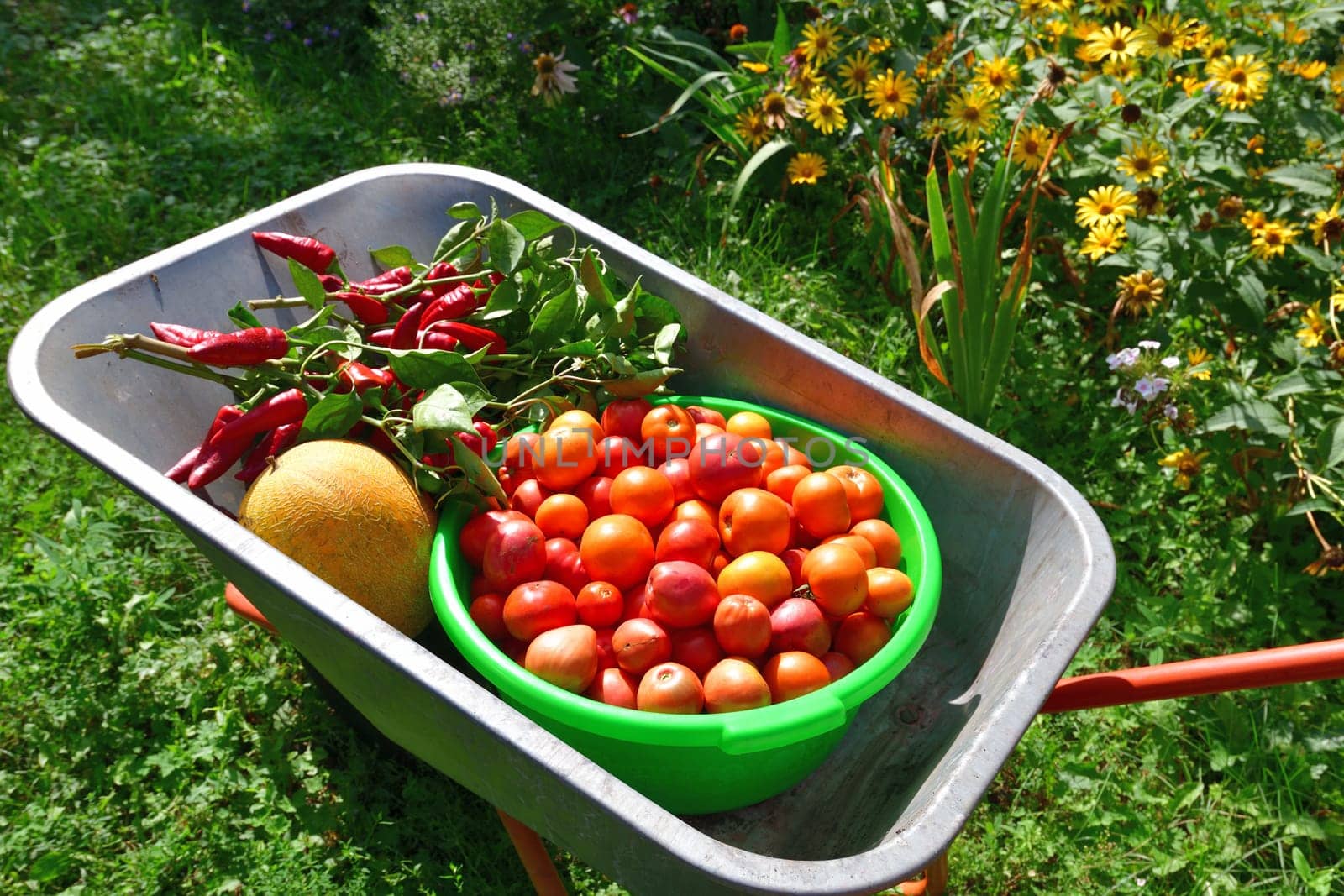Wheelbarrow with tomatoes, peppers and melon grown in garden