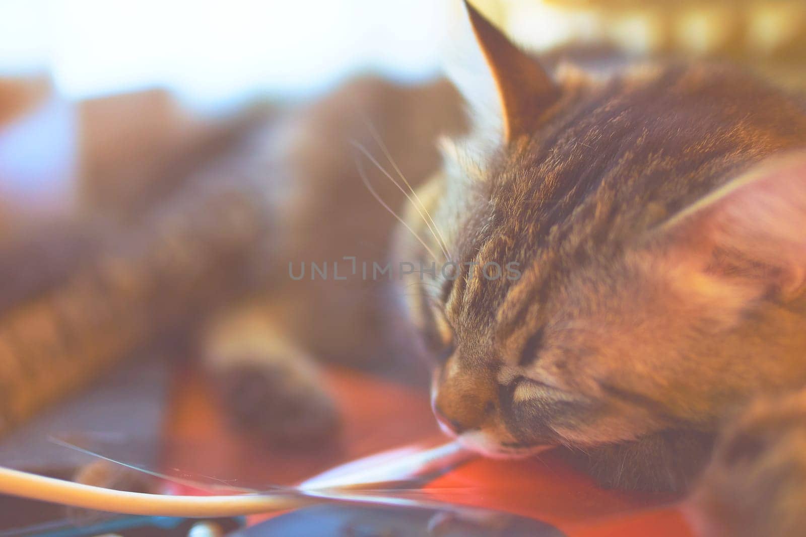 Sleeping cat. Beautiful striped cat happily resting and sleeping in cat bed.