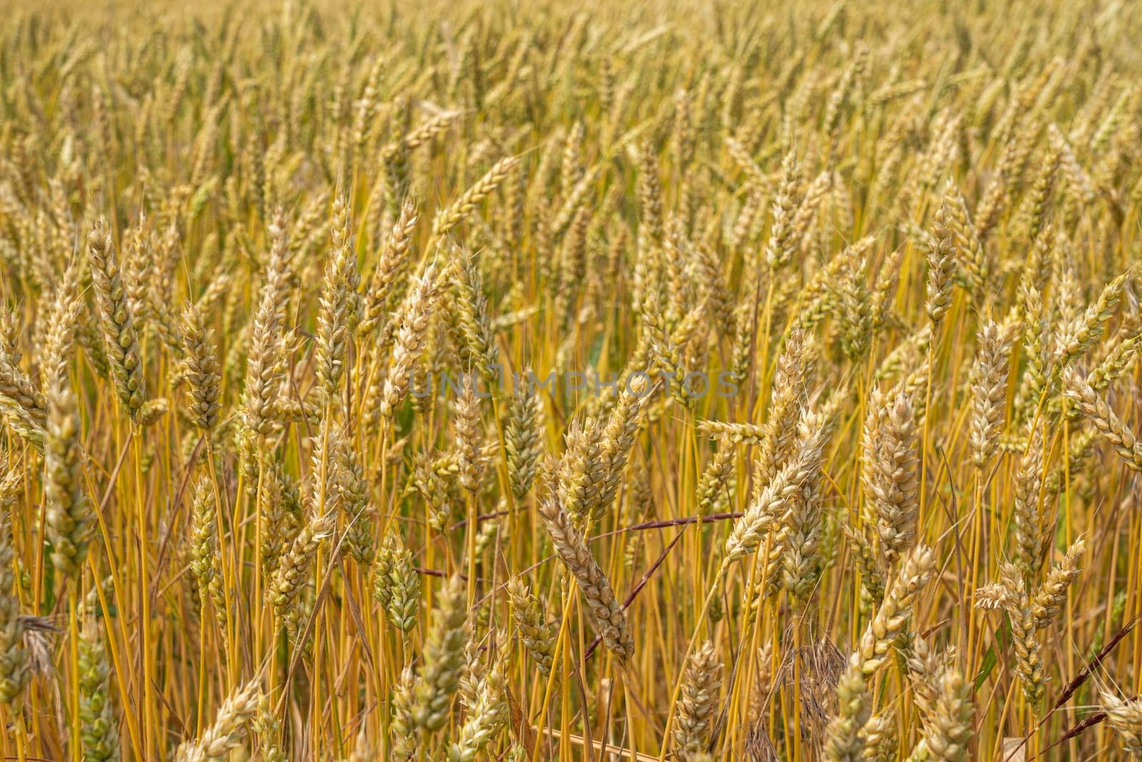 ears of wheat swing in the wind. photo