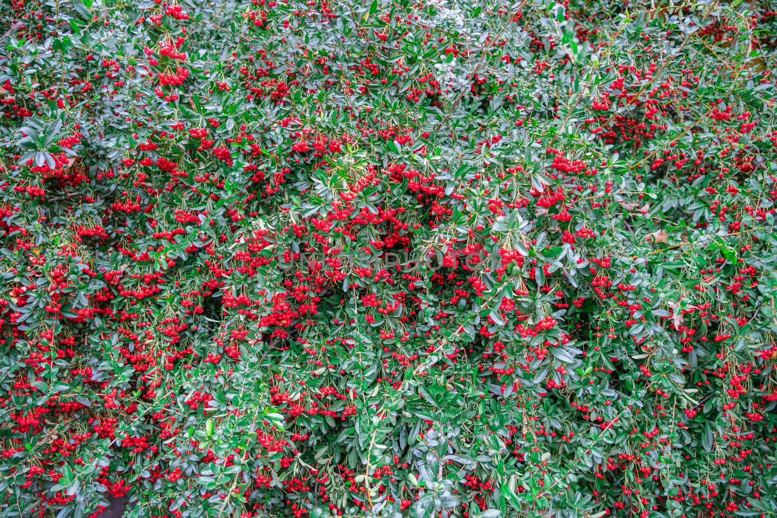 A barberry bush with berries in close-up by roman112007