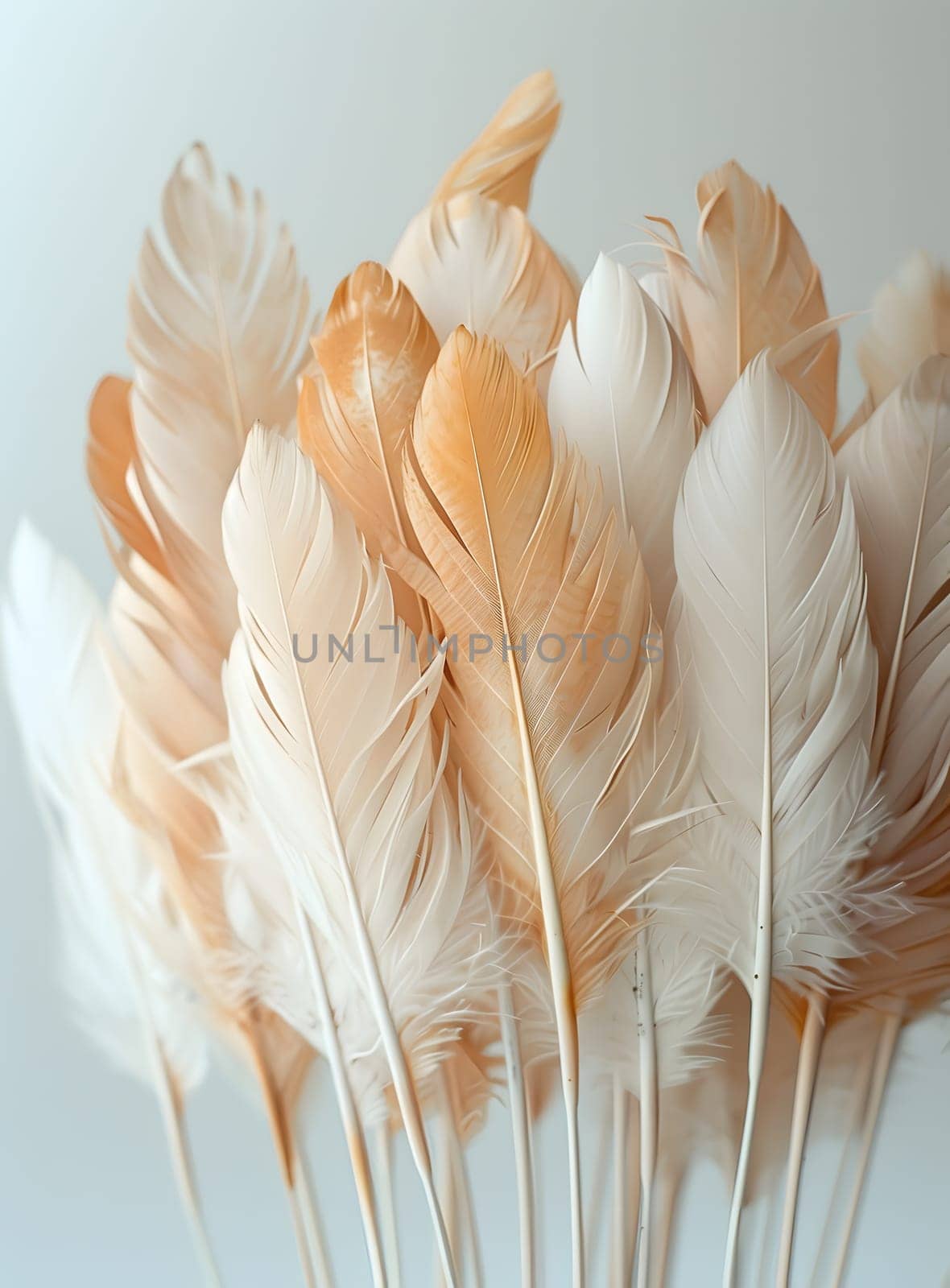 Natural feathers, brown and white, arranged on a table by Nadtochiy