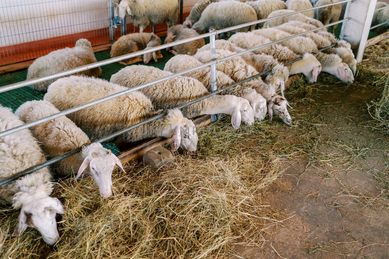 Flock of white sheep eats hay while leaning out from behind the metal fence of the pen by Nadtochiy