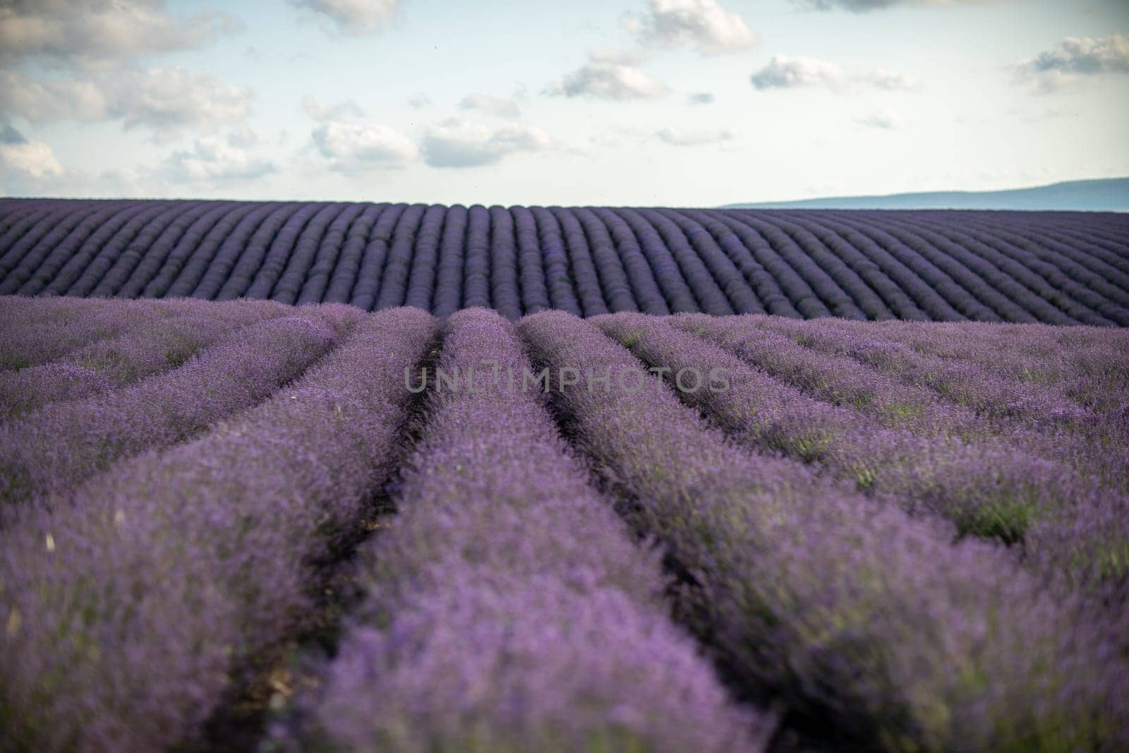 Blooming lavender in a field in Provence. Fantastic summer mood, floral sunset landscape of meadow lavender flowers. Peaceful bright and relaxing nature scenery. by Matiunina