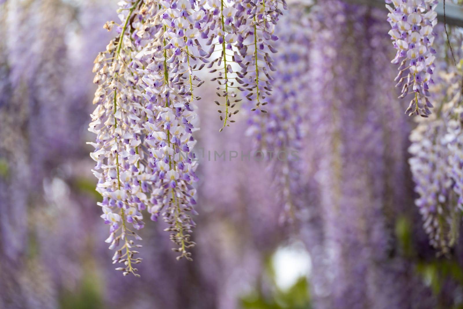 Blooming Wisteria Sinensis with classic purple flowers in full bloom in drooping racemes against the sky. Garden with wisteria in spring