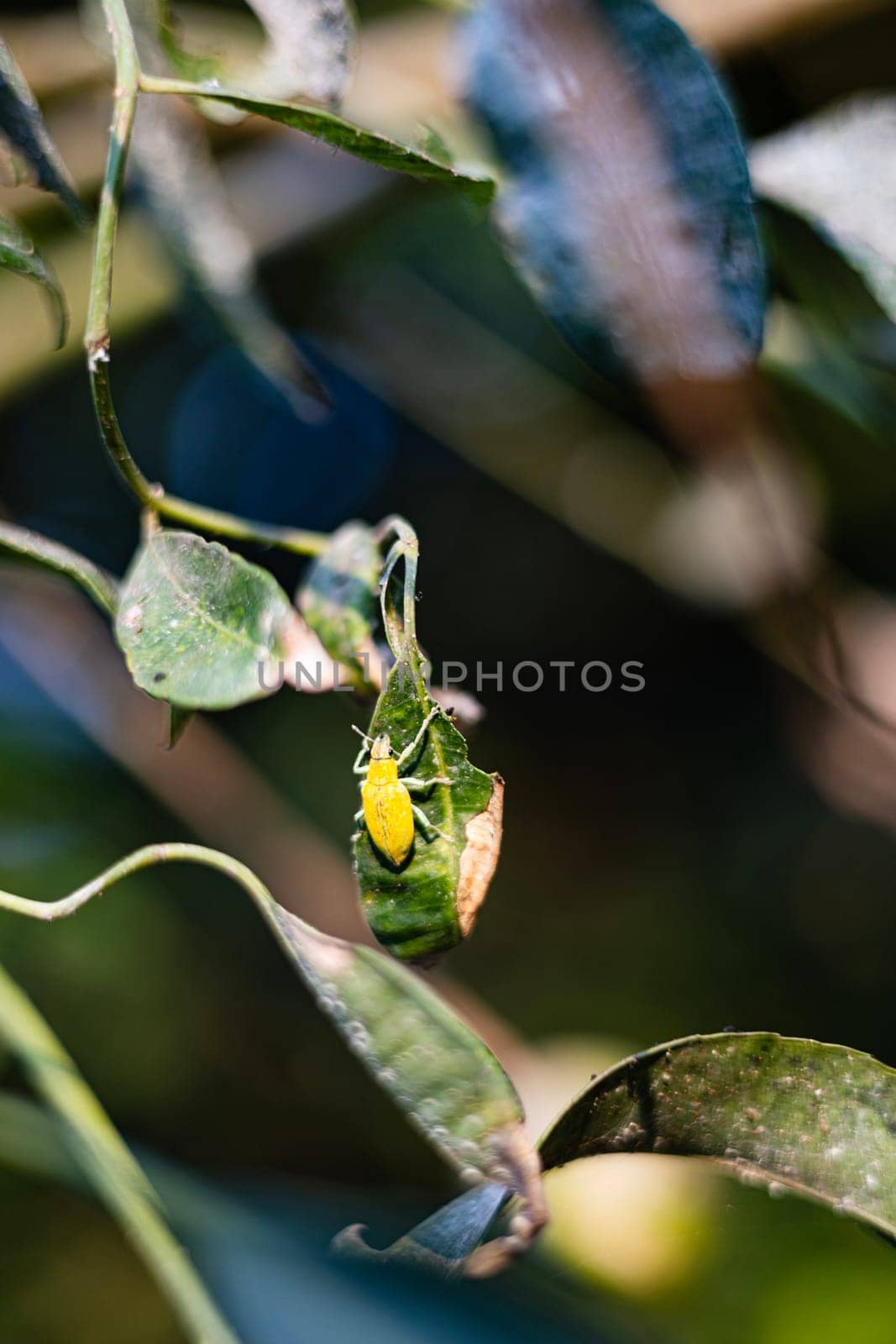 Close up of a green bug. It has brown autumn coloration. It is an economically important pest.