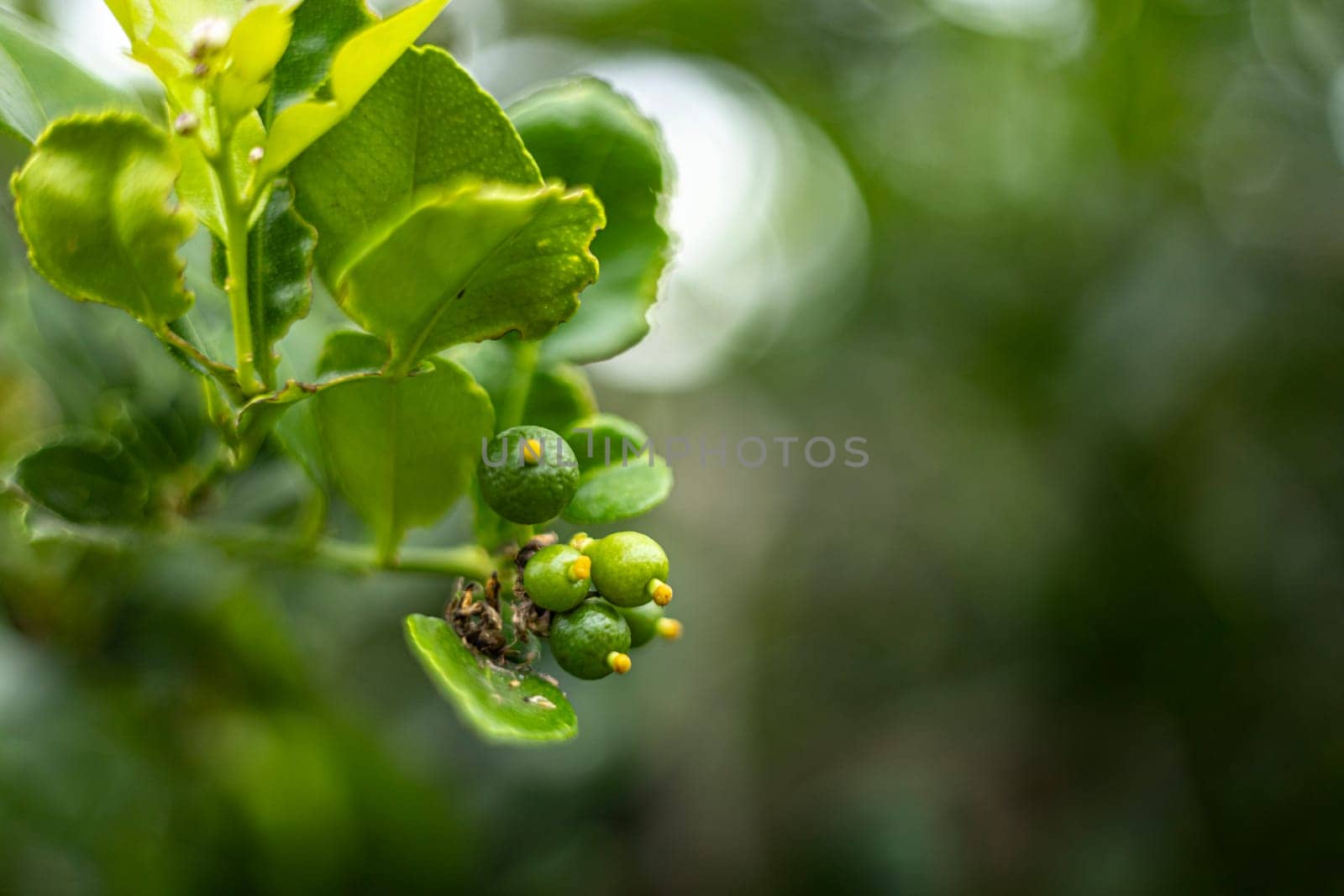 Close up shot of Kaffir lime flower and its leaves growing in tropical farm. kaffir limes is a type of citrus fruit grows at the garden. It's used for cooking and herbal medicine.