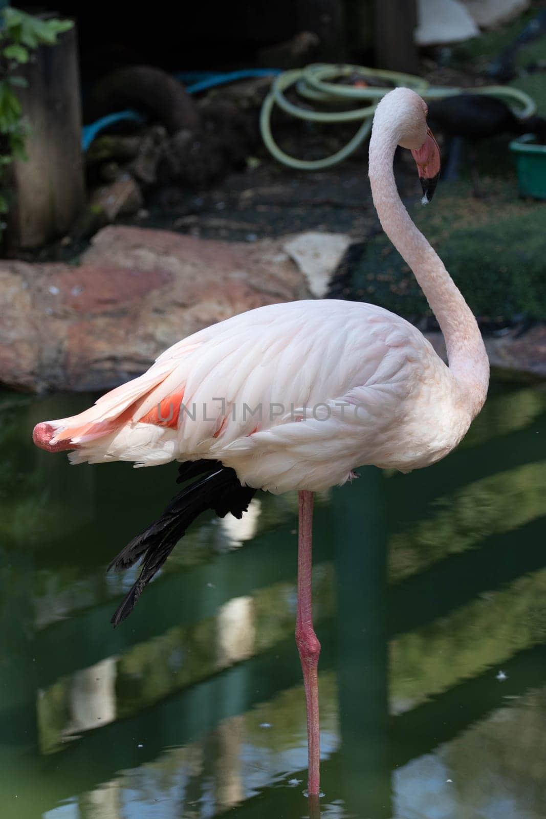 Pink flamingo grazing in the water by gordiza
