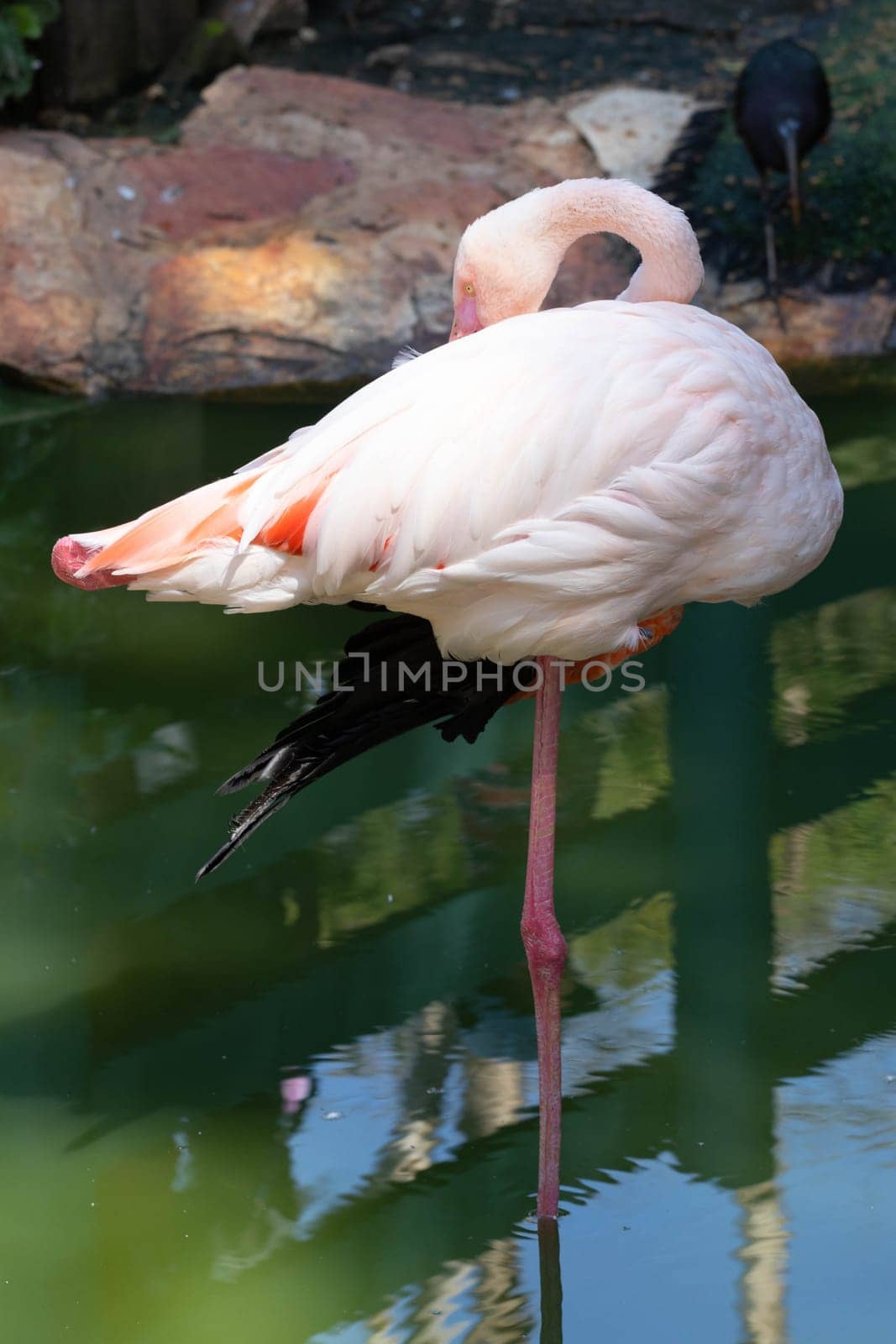 Pink flamingo grazing in the water. High quality photo