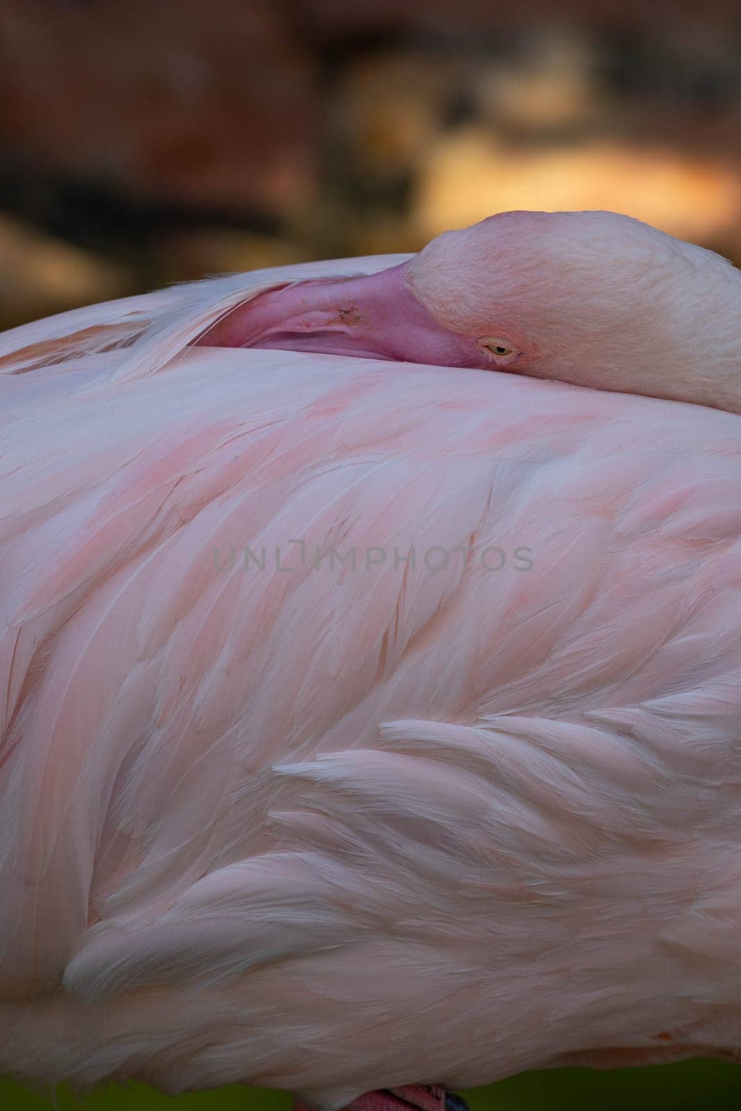 Pink flamingo grazing in the water. High quality photo