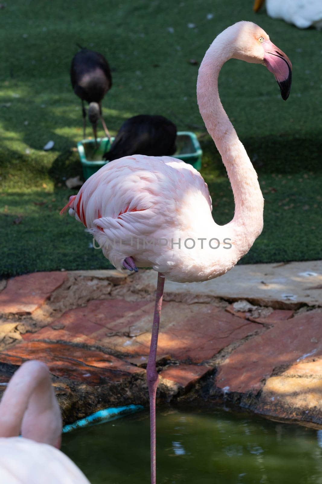 Pink flamingo grazing in the water by gordiza