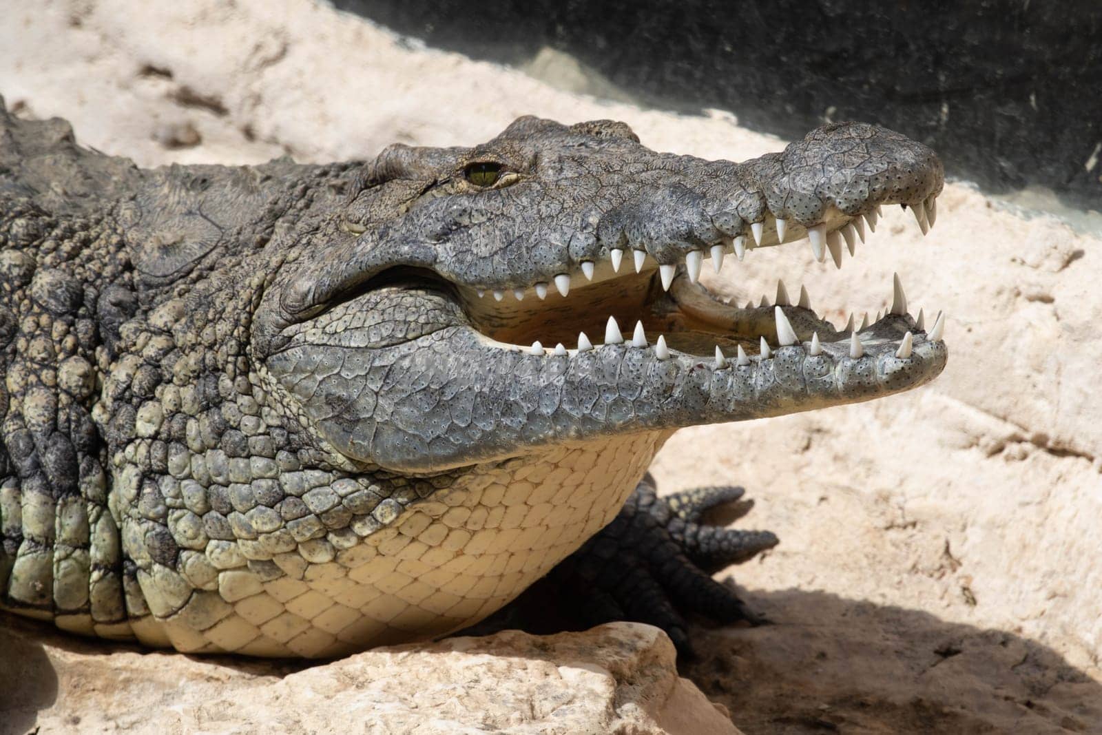 The crocodile opened its mouth in anticipation of prey by gordiza