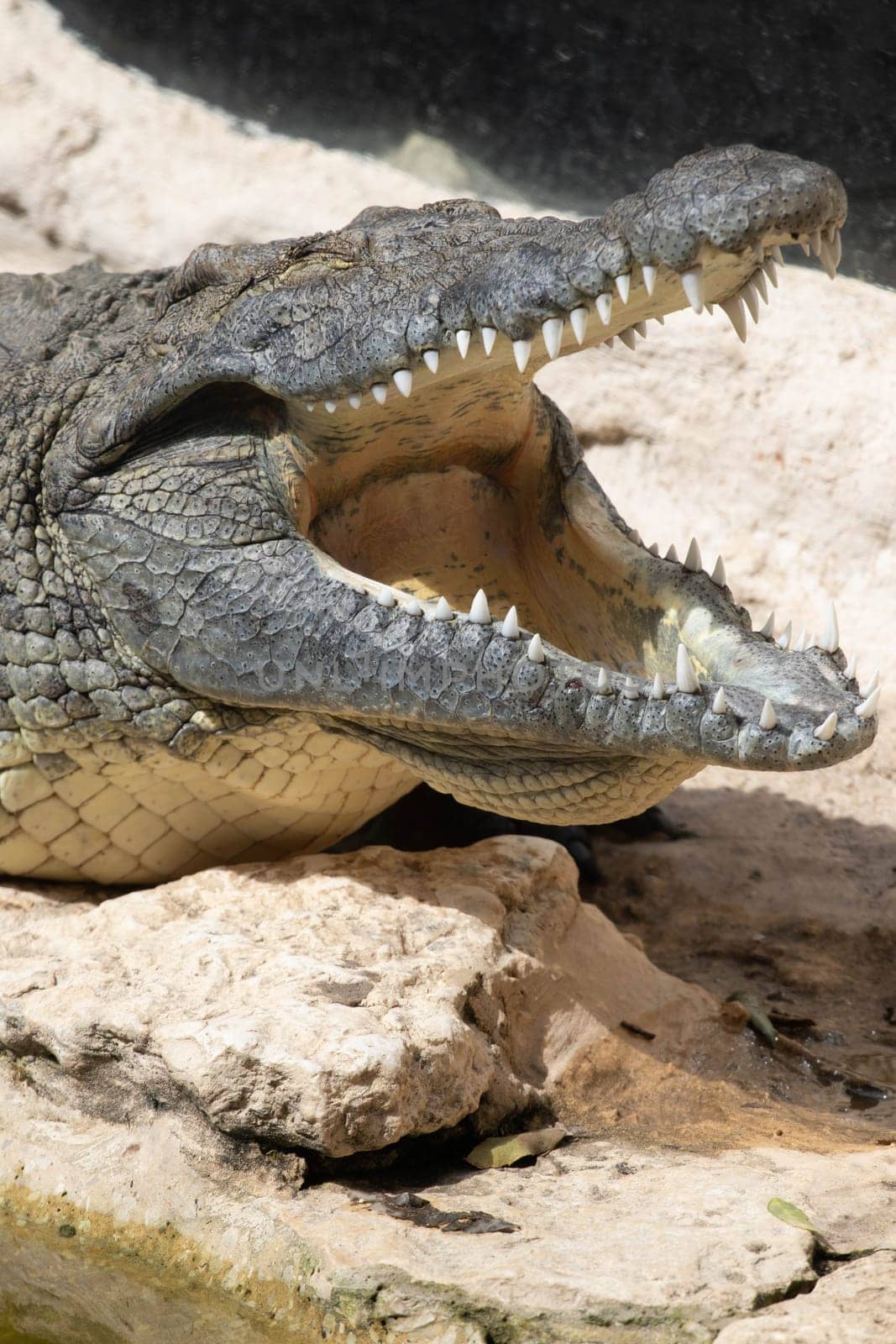 The crocodile opened its mouth in anticipation of prey. High quality photo