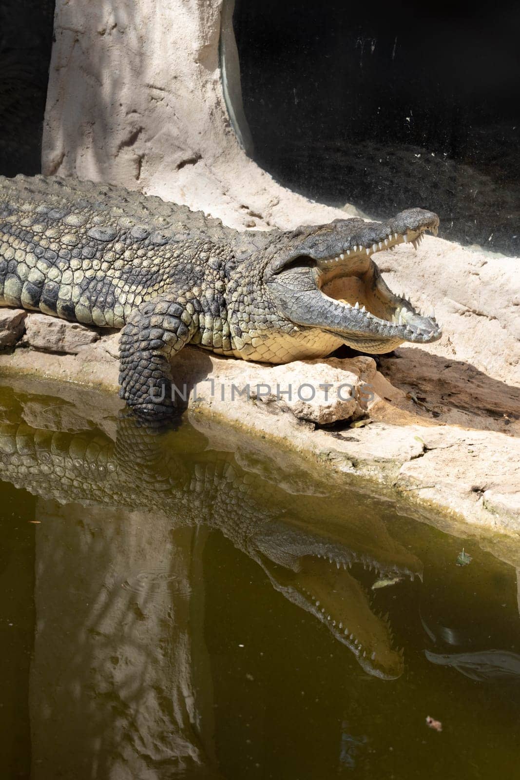 The crocodile opened its mouth in anticipation of prey. High quality photo
