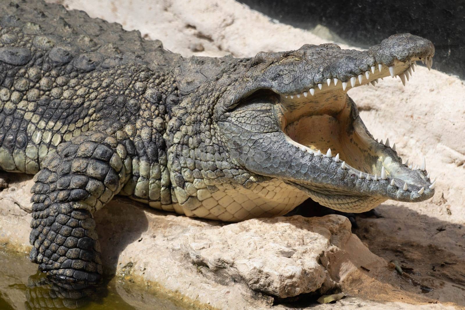 The crocodile opened its mouth in anticipation of prey. High quality photo