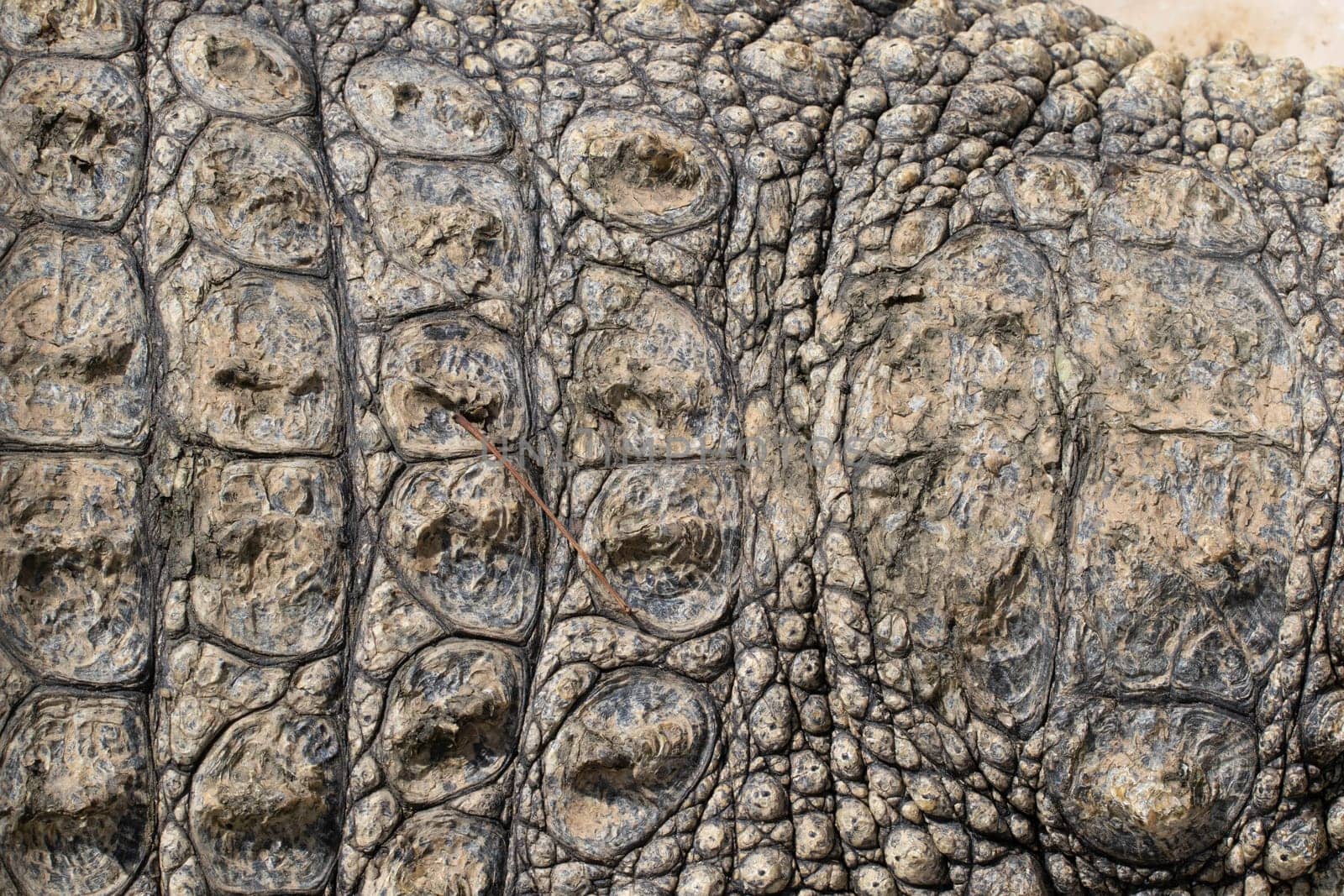The crocodile opened its mouth in anticipation of prey. High quality photo