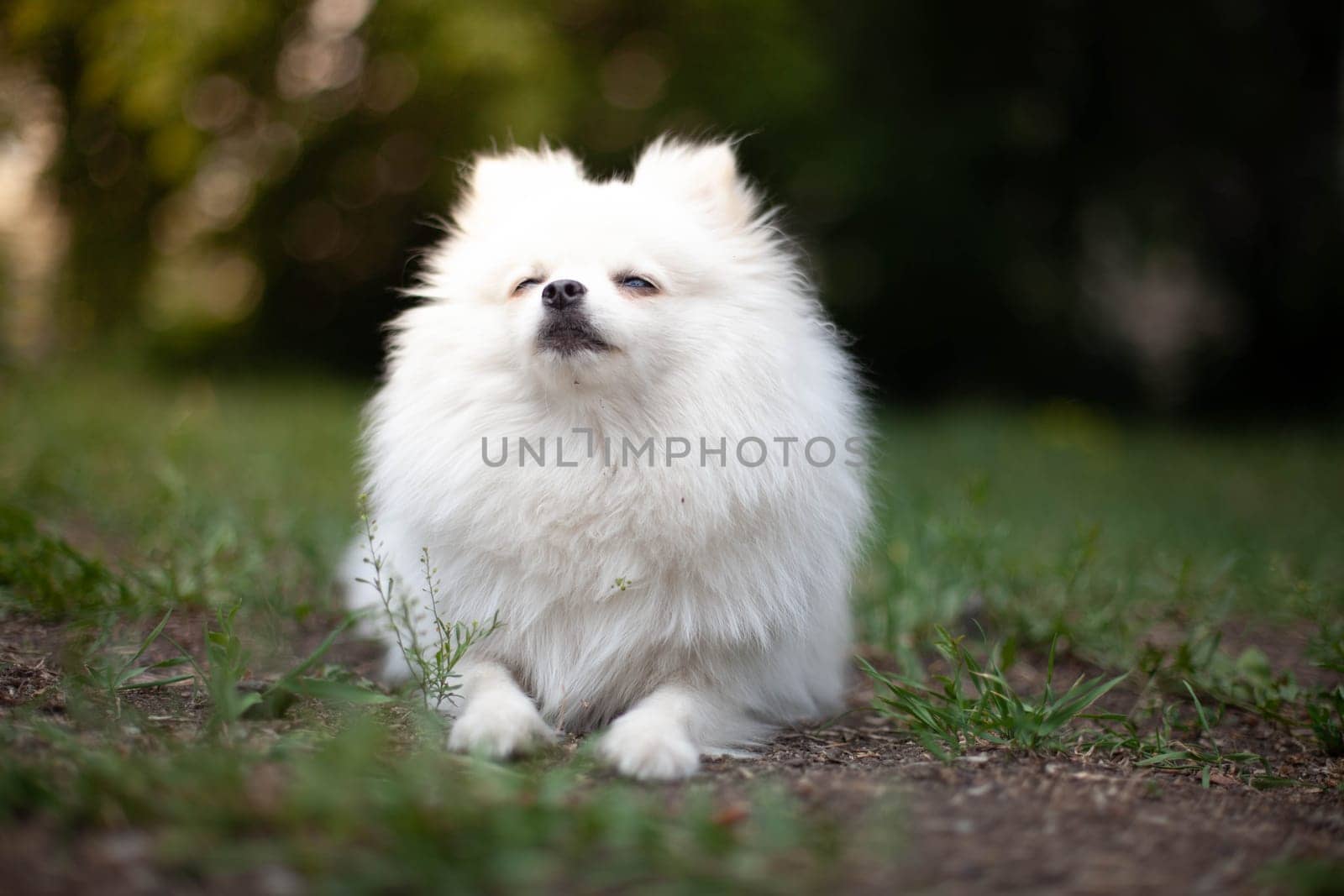 White Pomeranian breed. Pensive look by gordiza