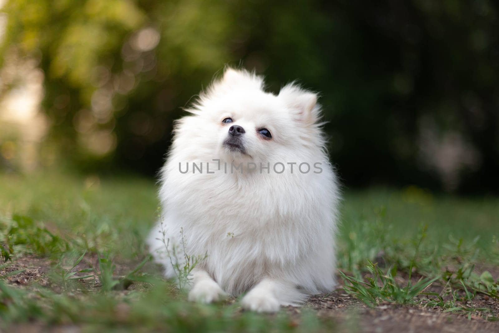 White Pomeranian breed. Pensive look by gordiza