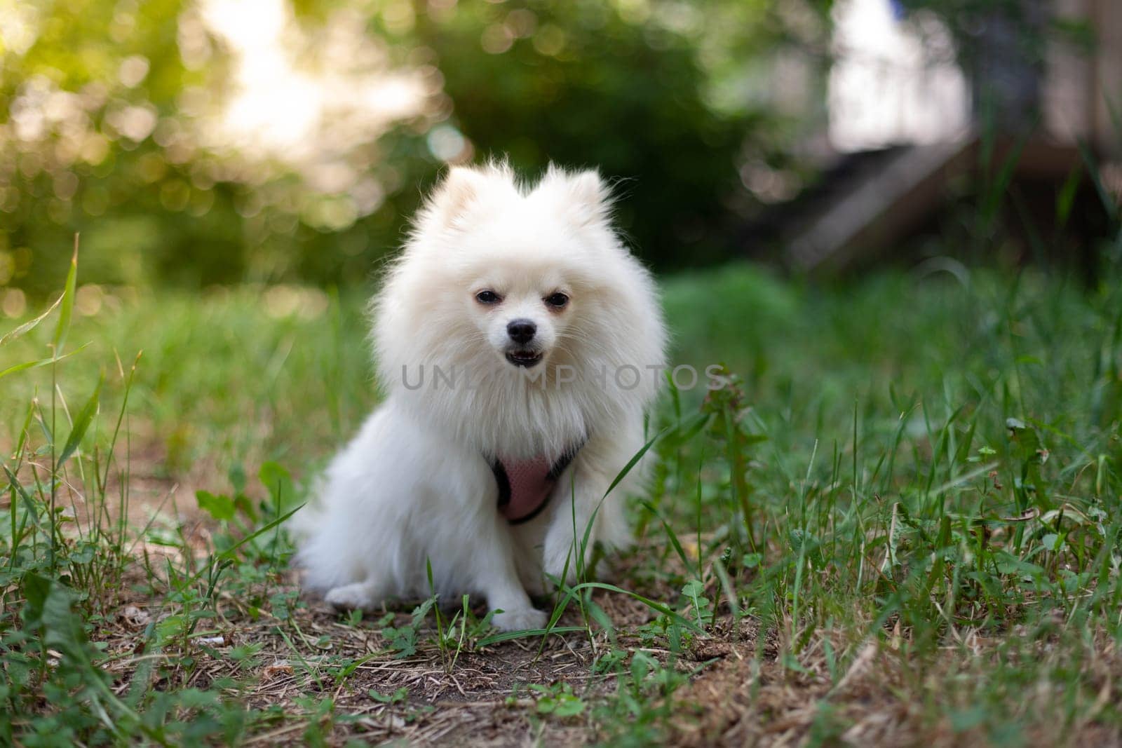 White Pomeranian breed. Pensive look by gordiza