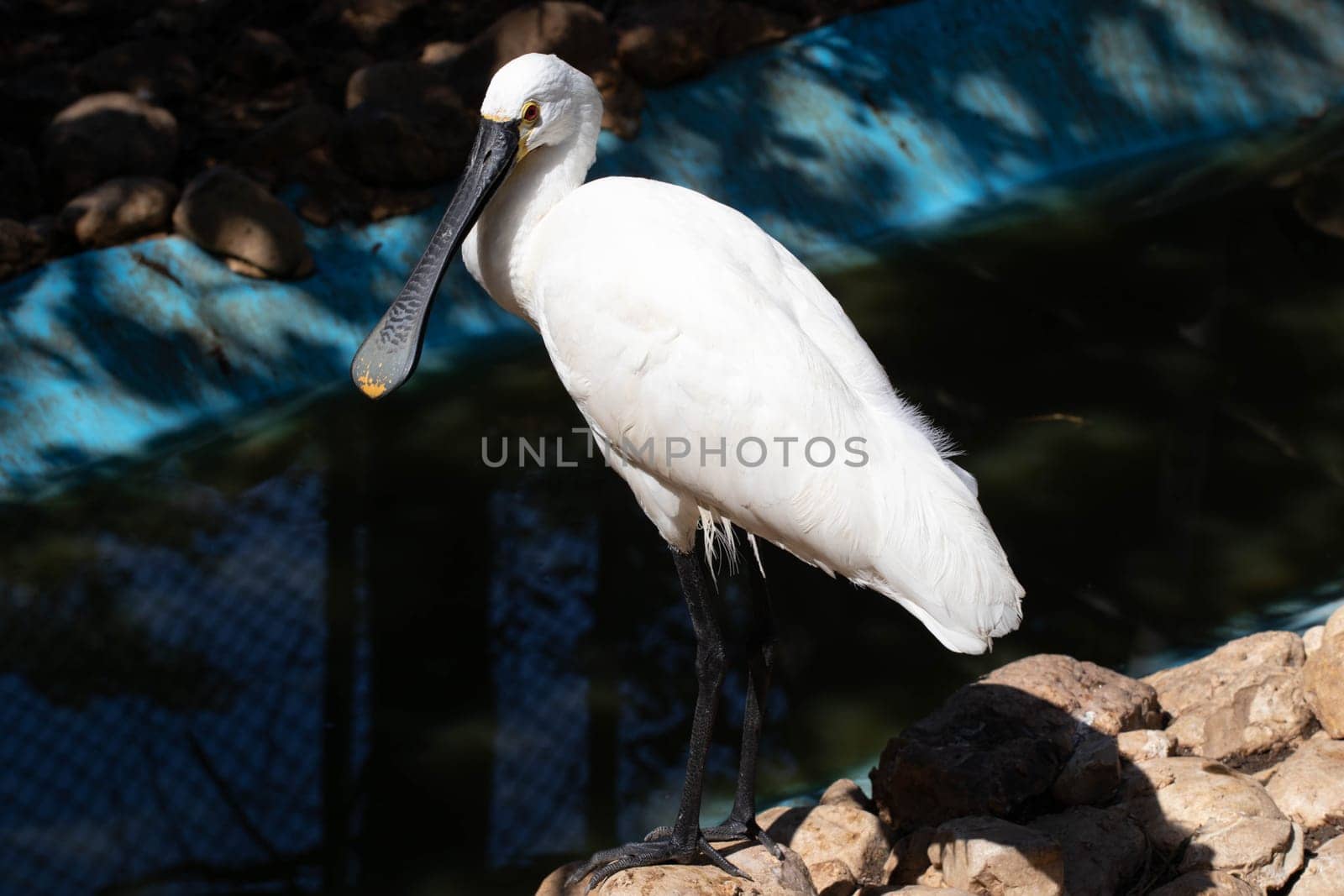 Common spoonbill hunting in the lake. High quality photo
