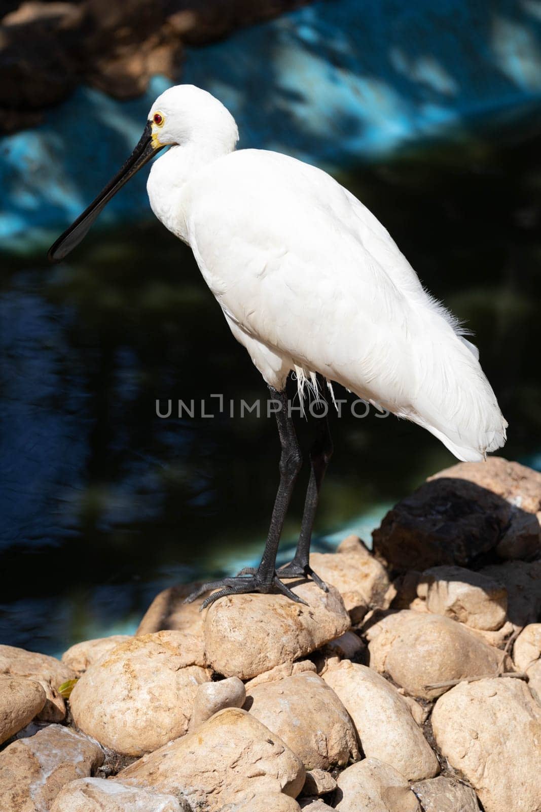 Common spoonbill hunting in the lake by gordiza