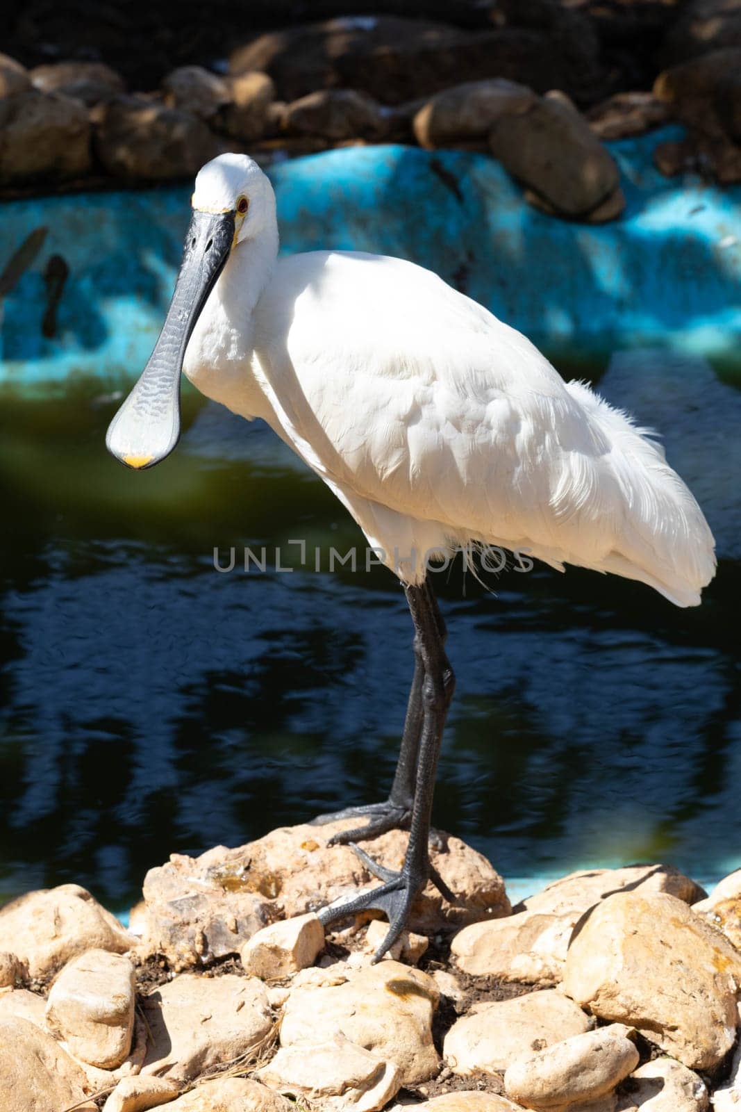 Common spoonbill hunting in the lake by gordiza