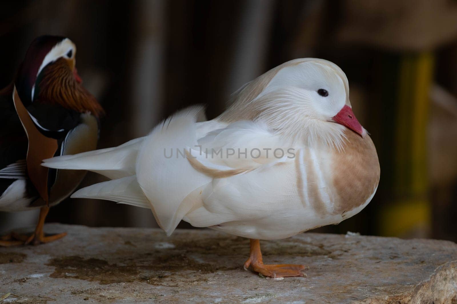 White Mandarin duck. Waterfowl. Cleans feathers by gordiza