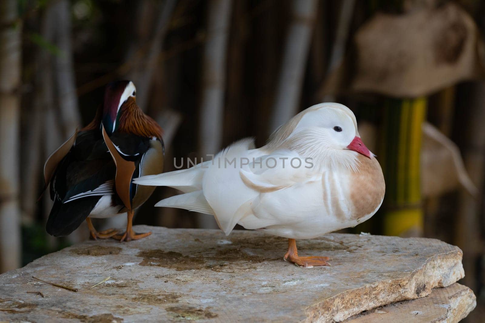 White Mandarin duck. Waterfowl. Cleans feathers by gordiza