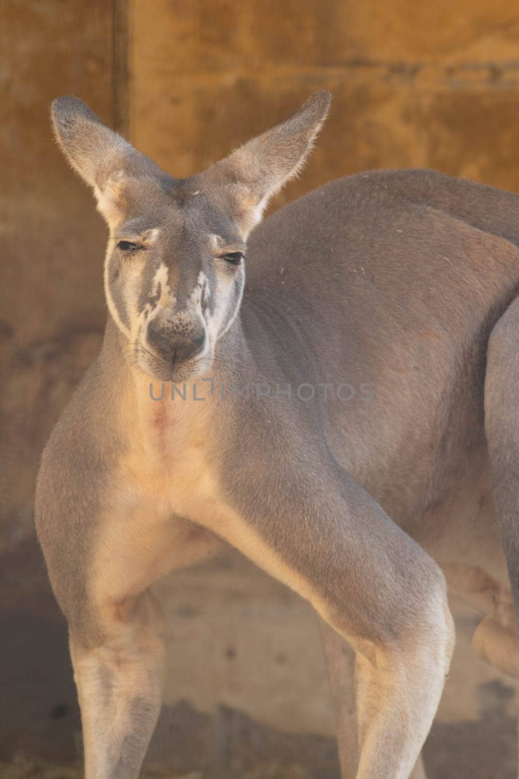 Large kangaroo grazing on the grass by gordiza