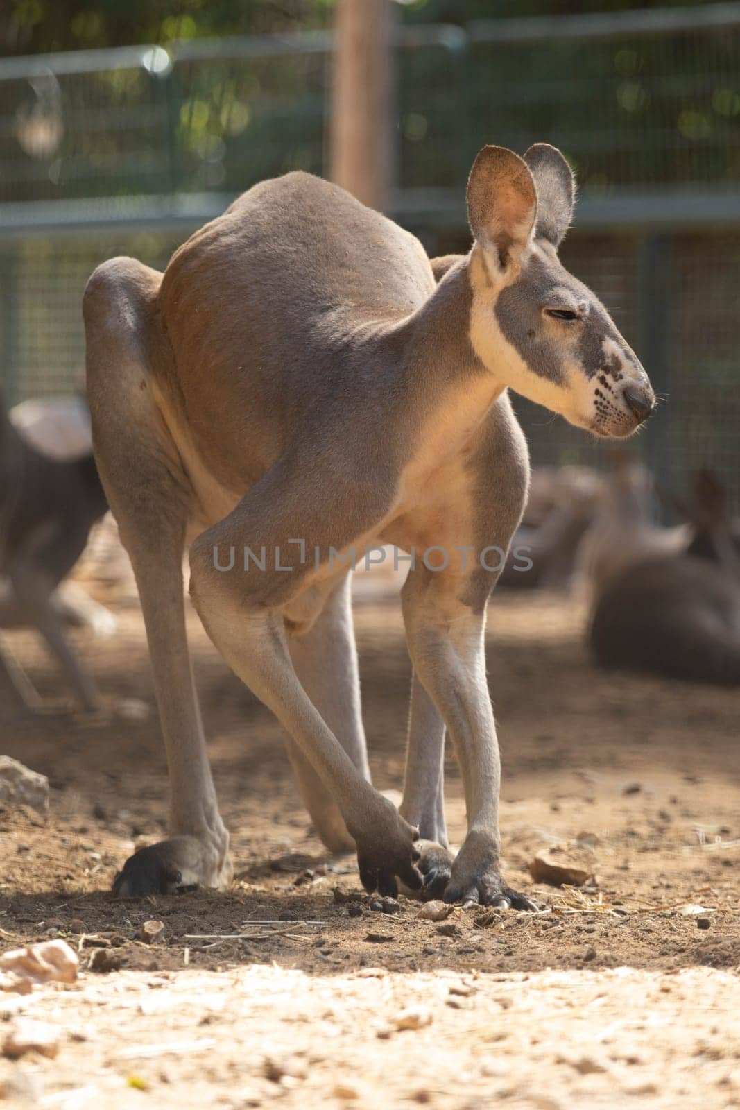 Large kangaroo grazing on the grass. High quality photo