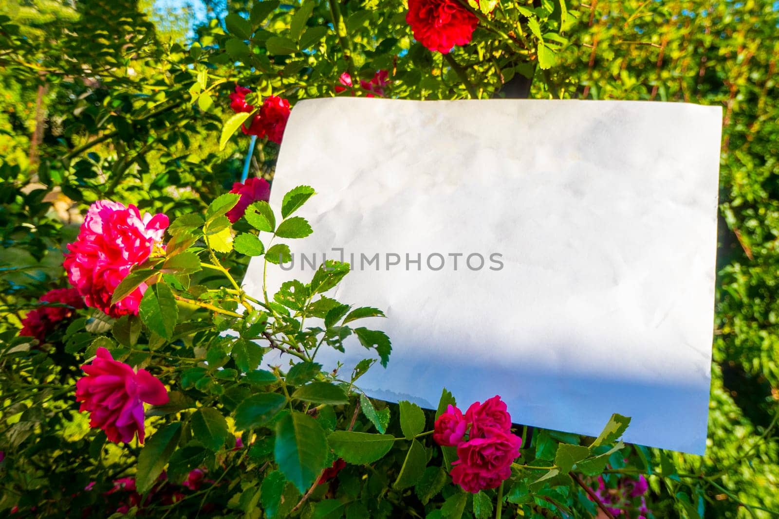 White paper and beautiful flowers by kajasja