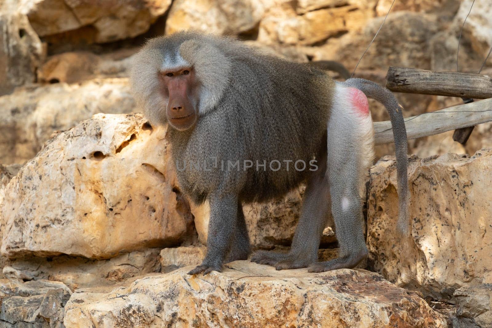 Monkey Baboon in natural habitat by gordiza