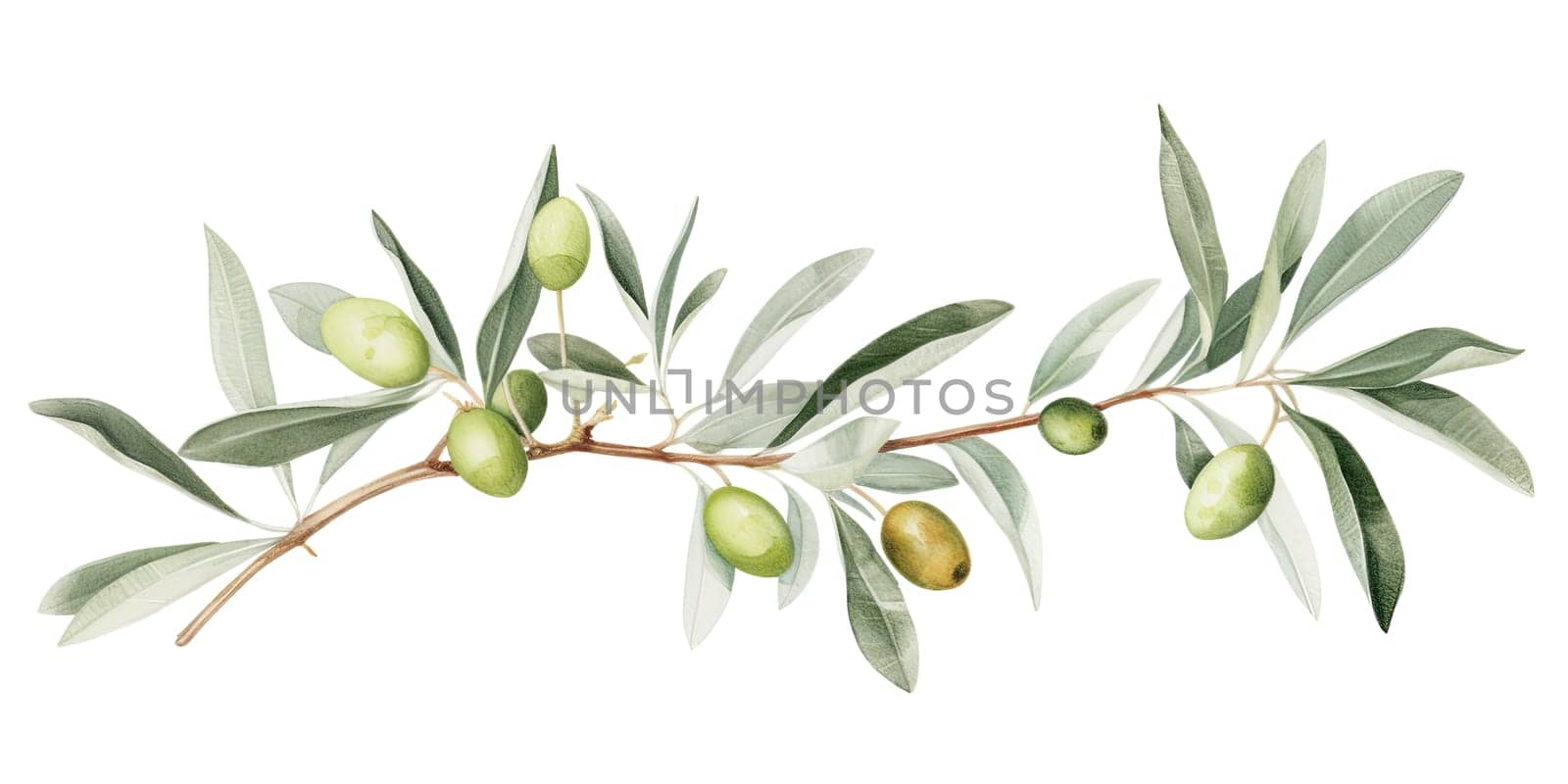 Illustration Done In Watercolor, Showcasing Green Olive Leaves Against A White Background