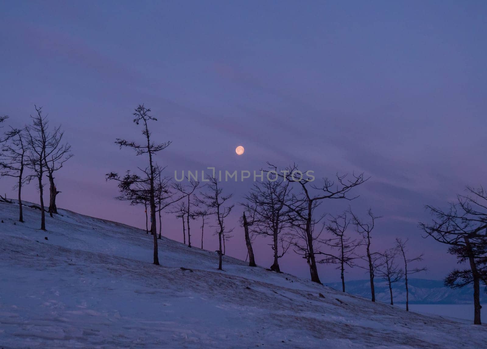 Tree silhouettes against the purple sky and full moon in dusk at sunset. Olkhon island, Khuzhir. Winter landscape.