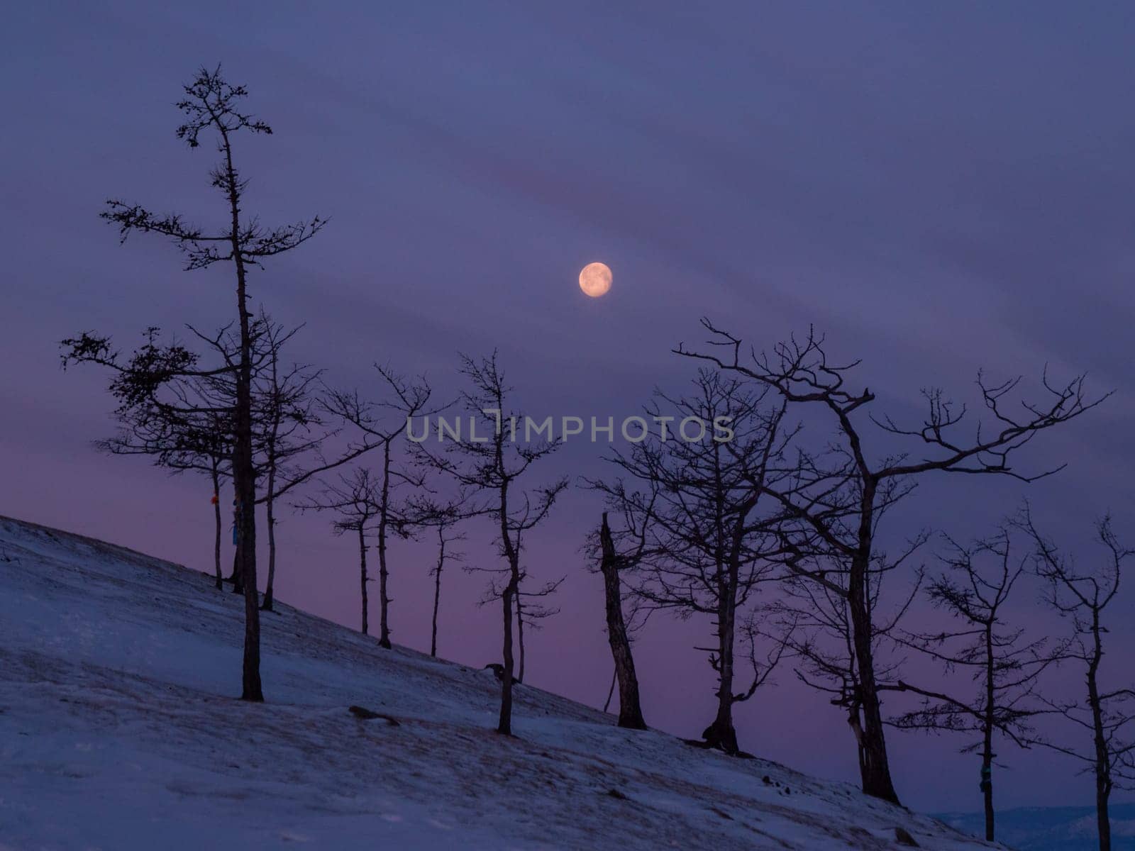 Tree silhouettes against the purple sky and full moon in dusk at sunset. Olkhon island, Khuzhir. Winter landscape. by Busker