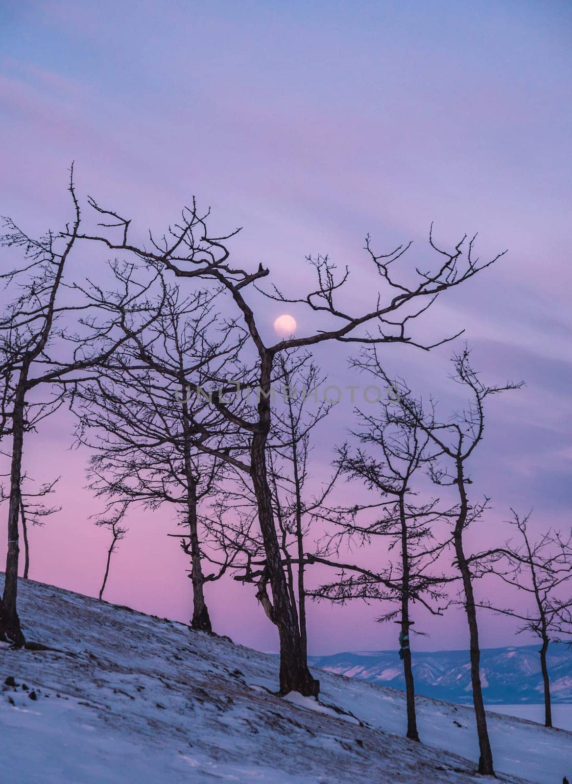 Tree silhouettes against the purple sky and full moon in dusk at sunset. Olkhon island, Khuzhir. Winter landscape. by Busker