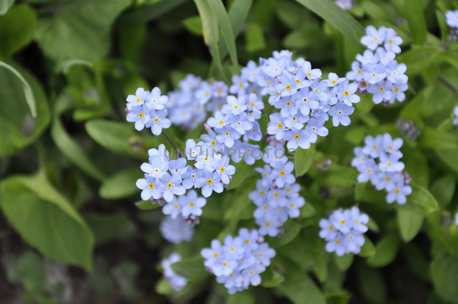 Blue forget-me-not flowers. The first spring flowers in the garden.