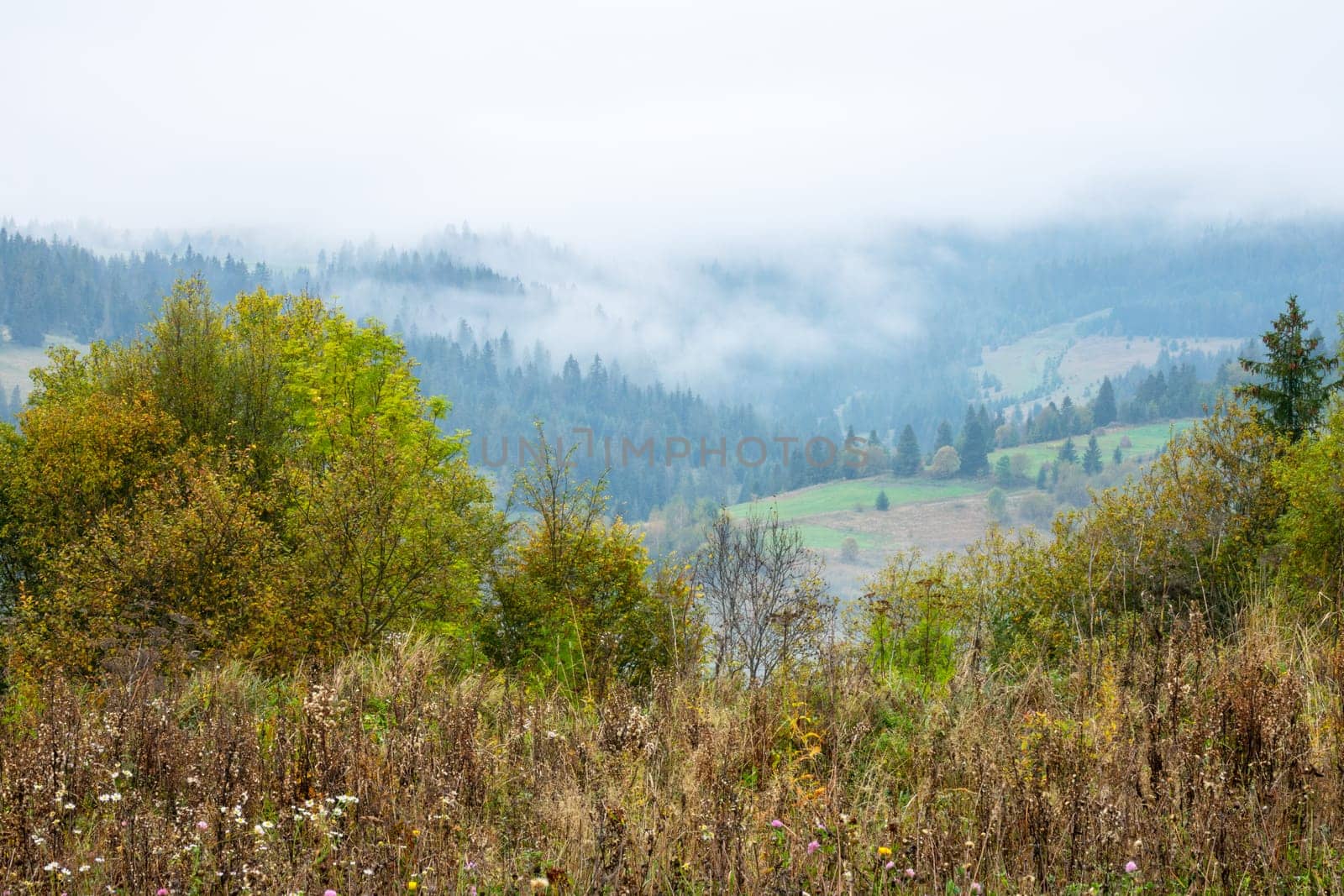 Summer Ukrainian Carpathians. Thick fog obscures the sky and mountain peaks. Pastures and forest in a mountain valley