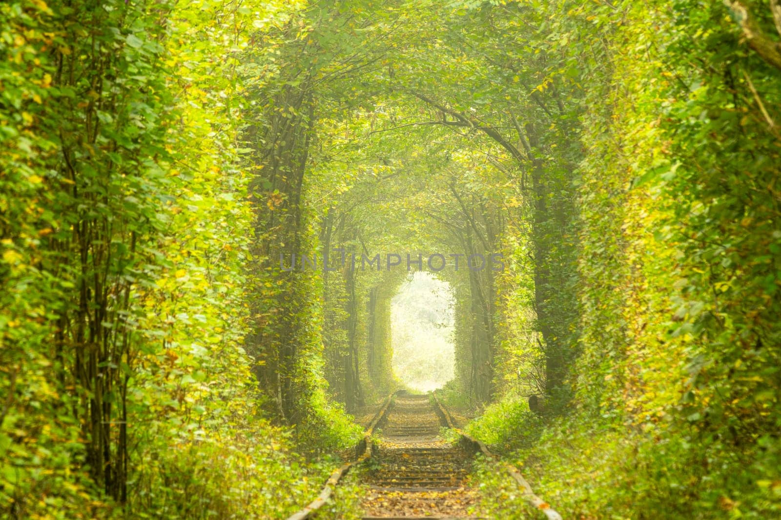 Sunny summer morning in the Rivne region of Ukraine. Tunnel of love in Klevan. Dense deciduous forest and old railroad tracks