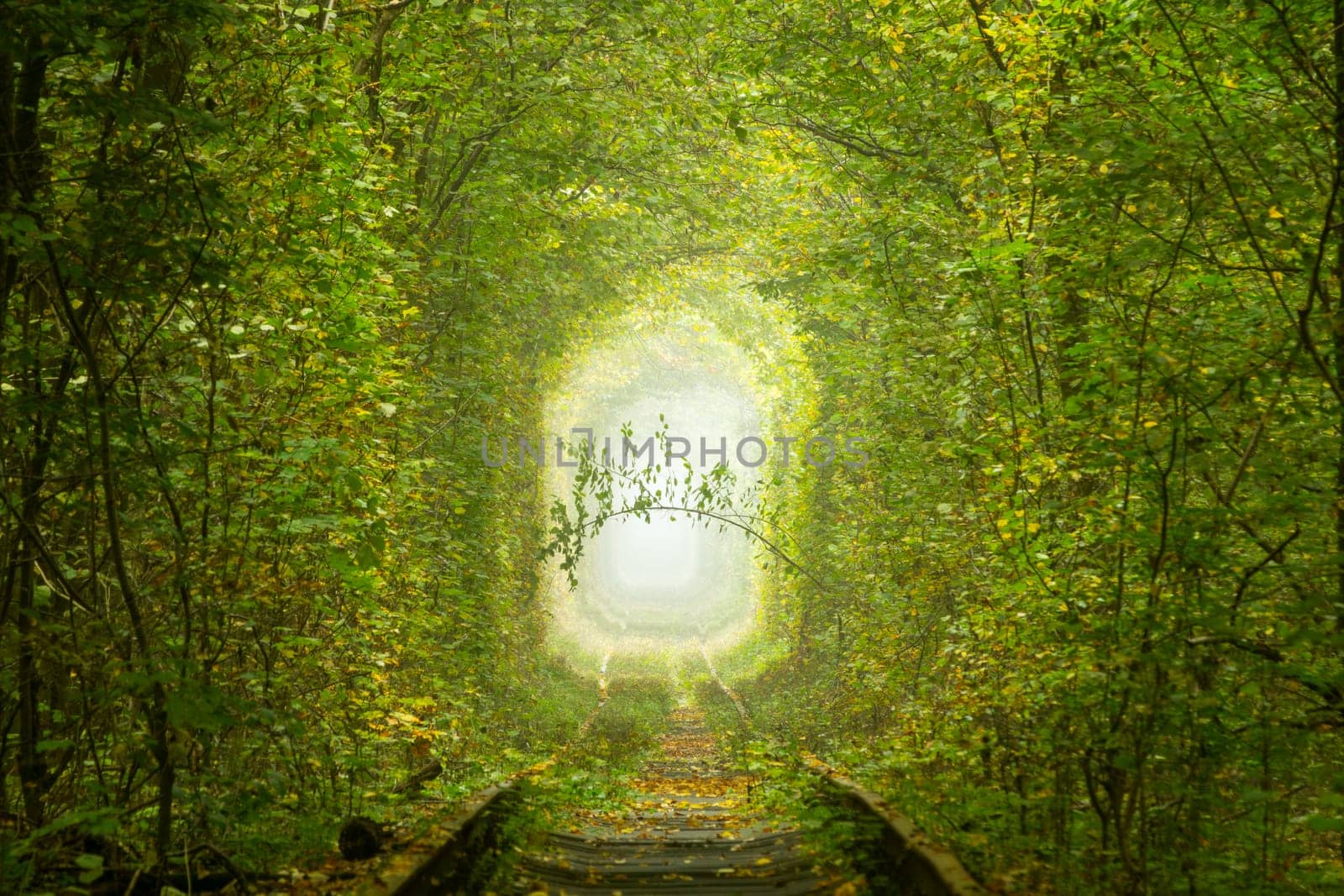 Romantic Green Branch in the Ukrainian Tunnel of Love by Ruckzack