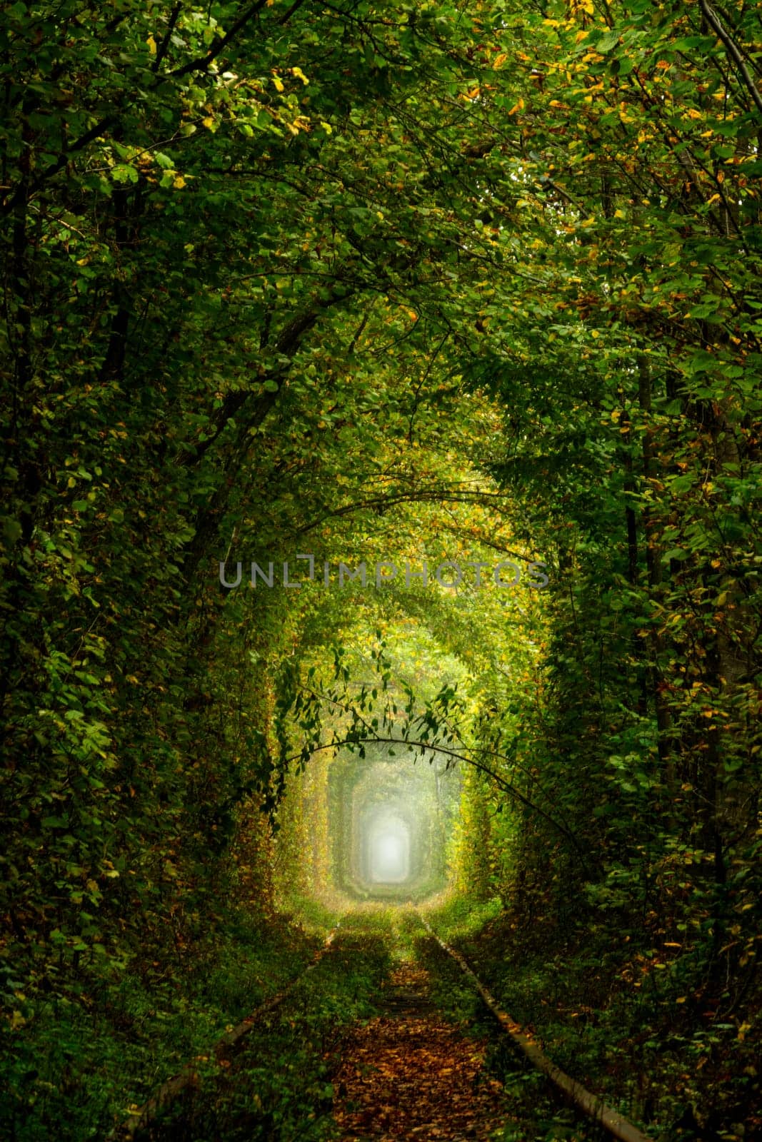 Sunny summer day in the Rivne region of Ukraine. Tunnel of love in Klevan. The deciduous forest creates dense shade. Romantic green branch