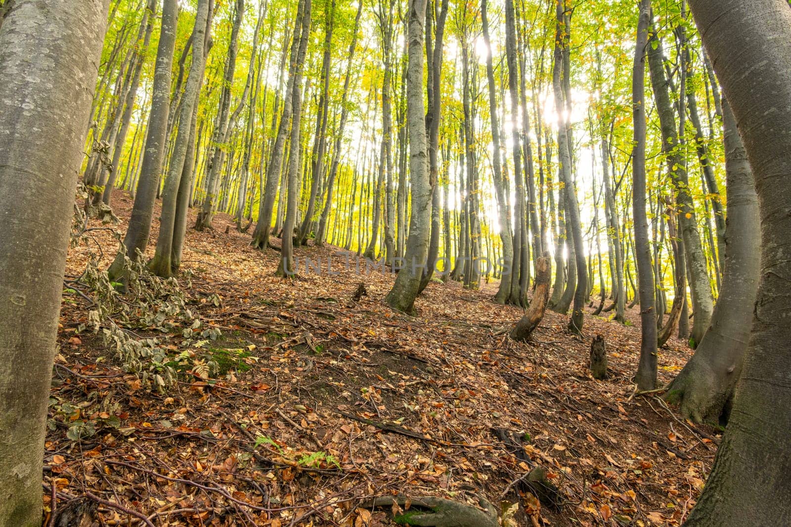 Spring leaf park. The sun rays break through the young foliage of beech trees