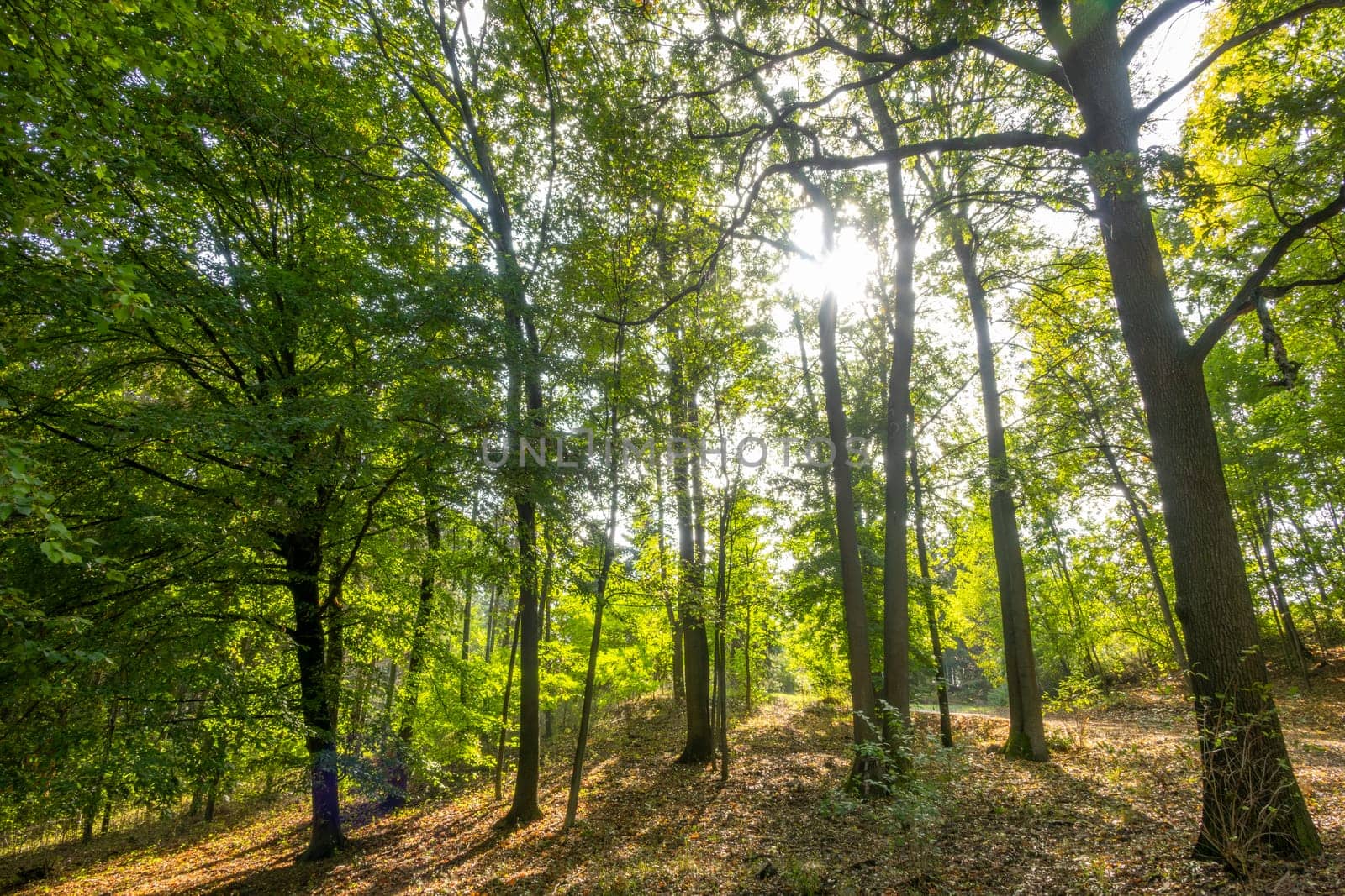 Spring leafy park. The sun illuminates the hillside through young foliage