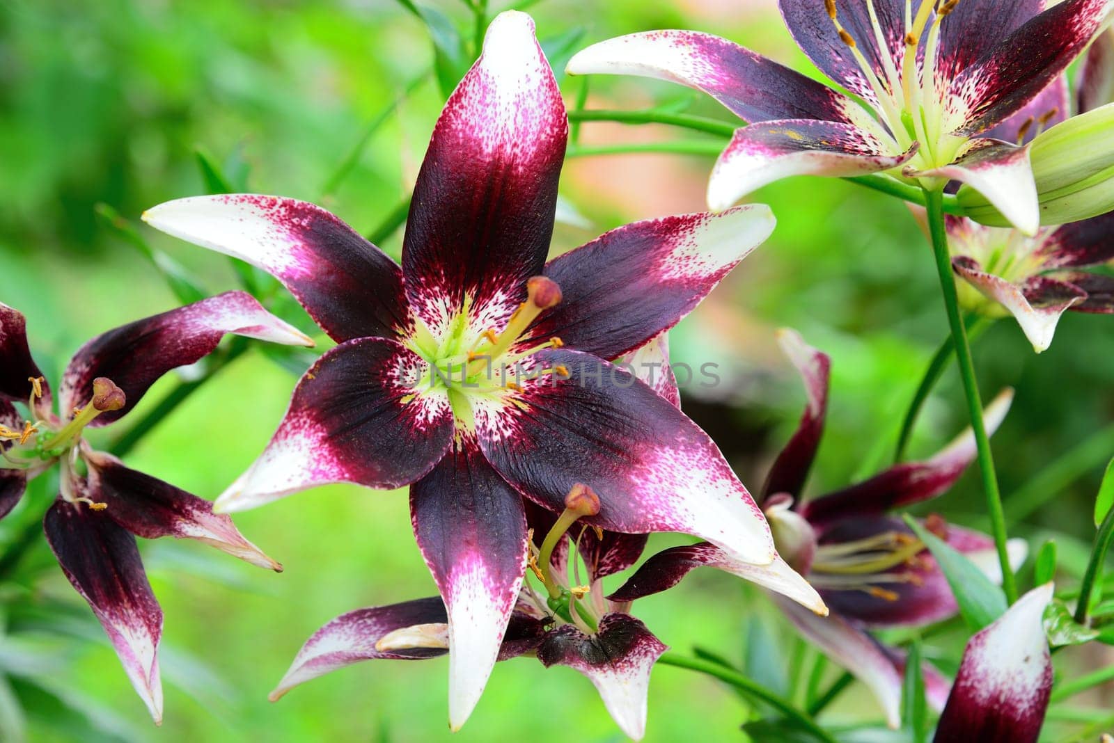 Garden lily with white and purple petals