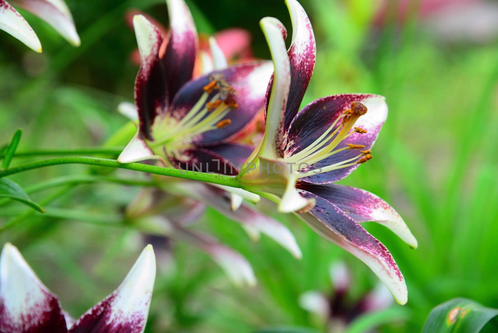 Garden lily with white and the purple petals by olgavolodina