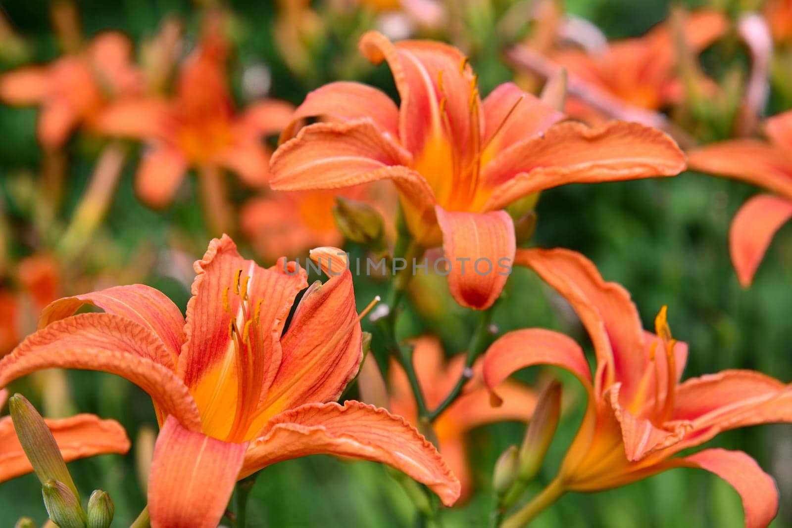 Orange daylily blooms profusely on the nature