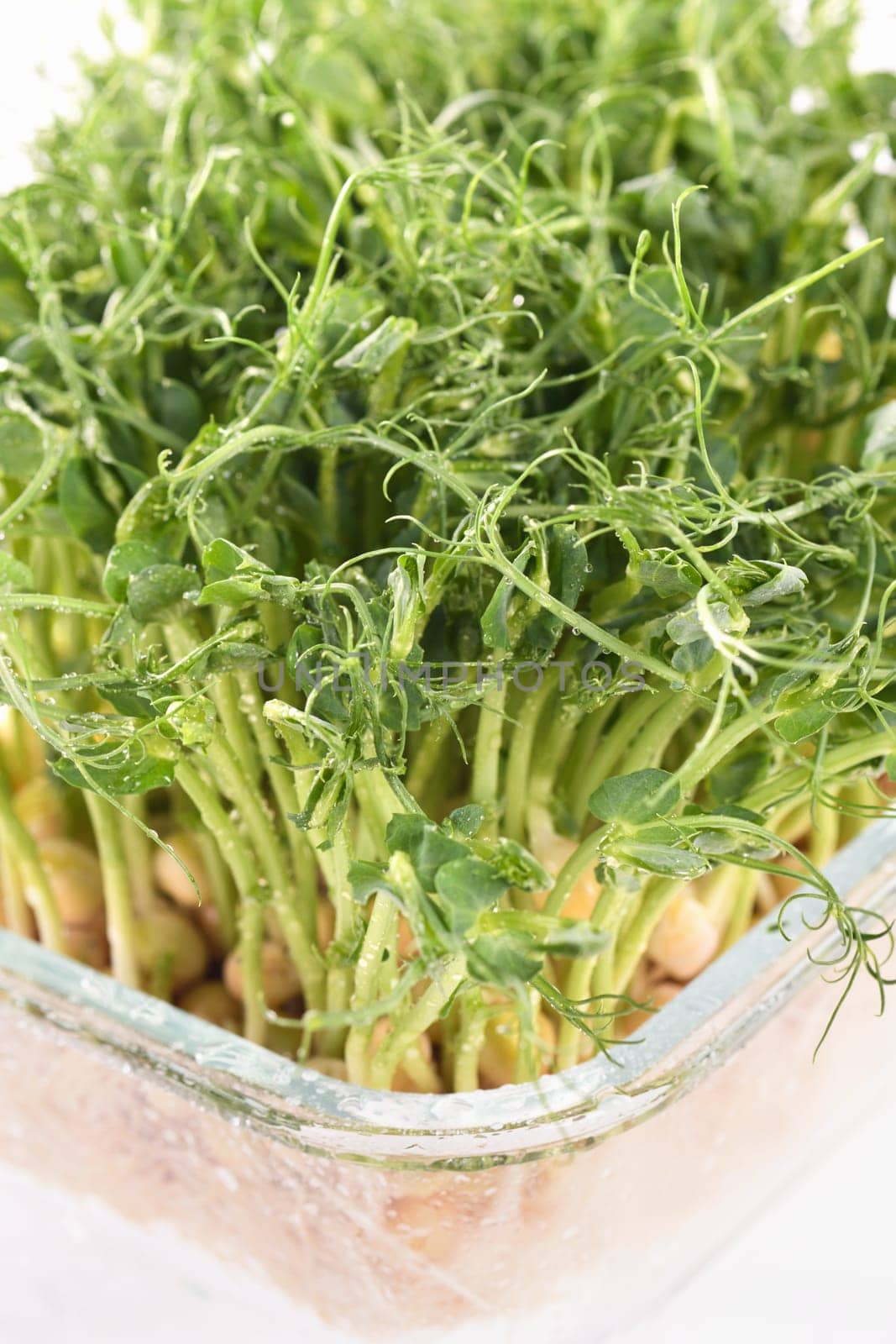 Sprouts of blue peas in a glass container, in dew. Eco-vegan bio-banner for a healthy way of living. Green natural texture background. Close-up.