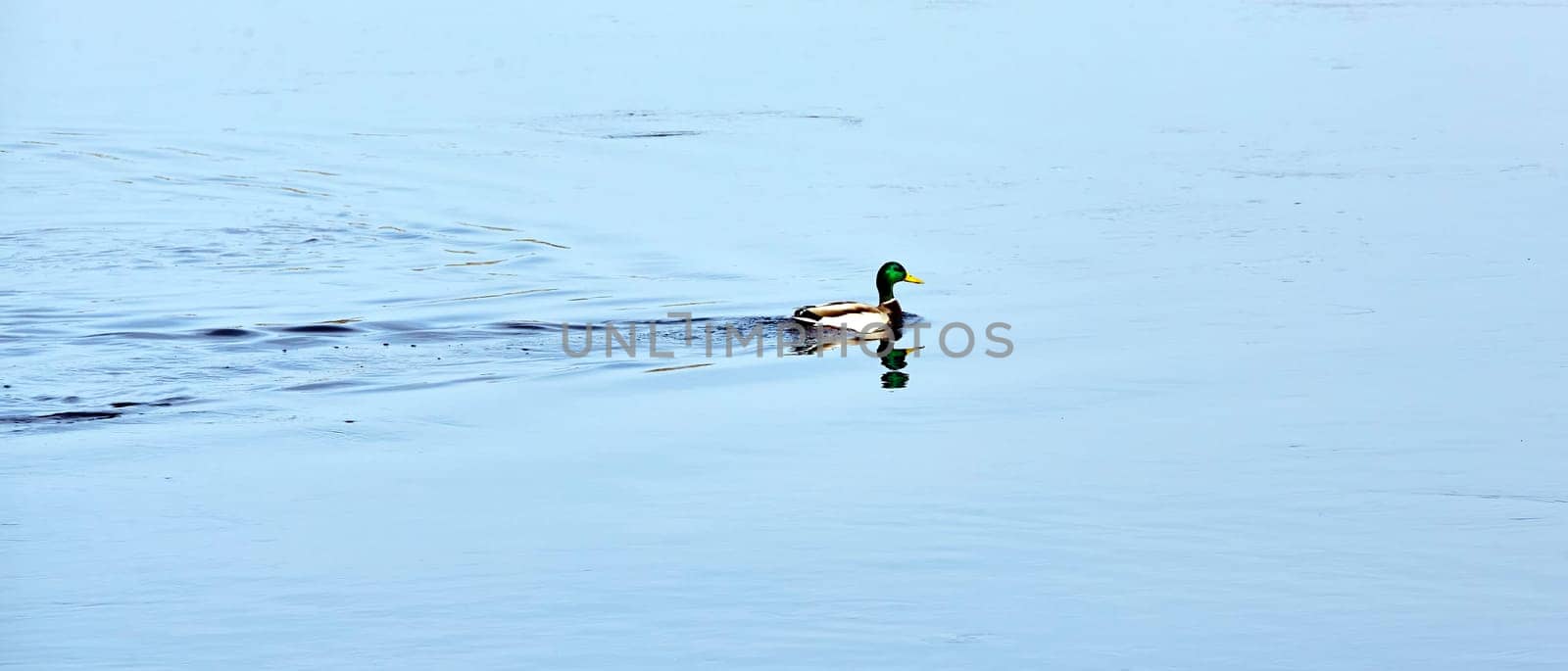 Male Mallard Duck Gliding Serenely on a Calm Blue Lake at Dawn by Hil